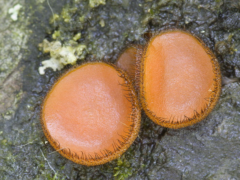 Scutellinia crinita